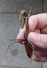 Tenodera sinensis