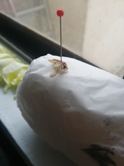 Aspisoma aegrotum