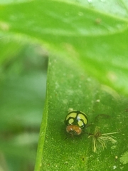 Alagoasa trifasciata