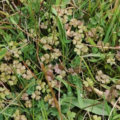 Hydrocotyle sulcata