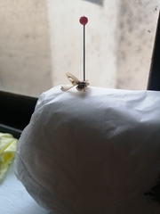 Aspisoma aegrotum