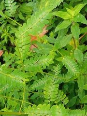 Phyllanthus amarus