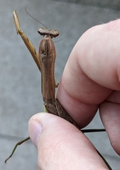 Tenodera sinensis