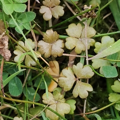 Hydrocotyle sulcata