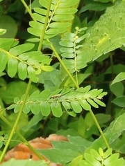 Phyllanthus amarus