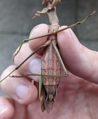 Tenodera sinensis