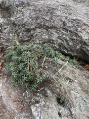 Phlox subulata