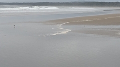 Thinornis cucullatus