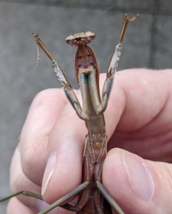 Tenodera sinensis