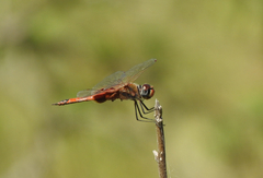 Tramea loewii