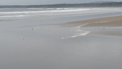 Thinornis cucullatus