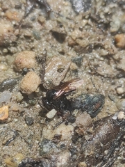 Brachygastra lecheguana