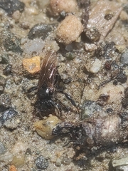 Brachygastra lecheguana