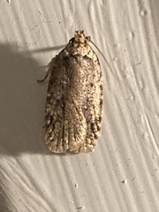 Agonopterix pulvipennella