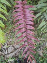 Blechnum novae-zelandiae