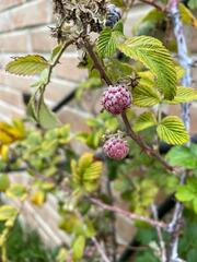 Rubus
