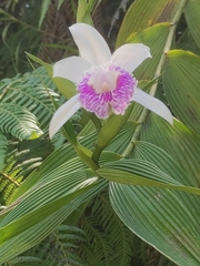 Sobralia rosea