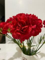 Dianthus