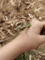 Austromantis albomarginata