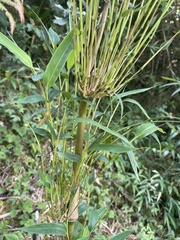 Arthrostylidiinae
