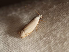 Plectophila discalis