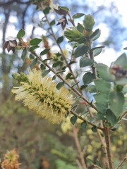 Melaleuca squarrosa