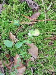 Galium aschenbornii