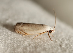 Plectophila discalis