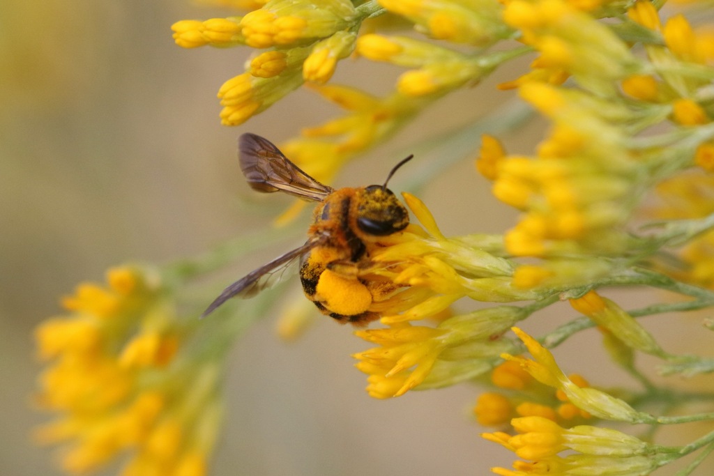 Andrena vulpicolor