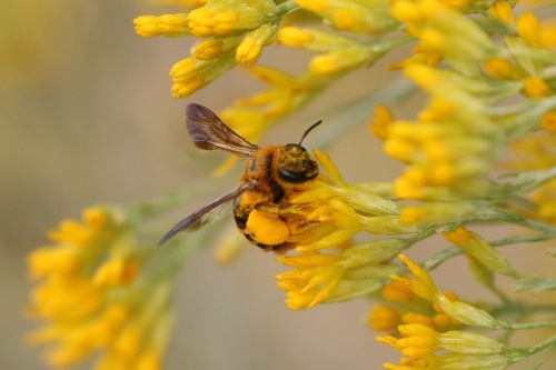 Andrena vulpicolor