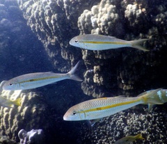 Mulloidichthys flavolineatus