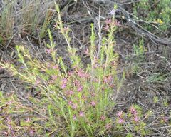 Calectasia valida