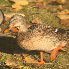 Anas platyrhynchos platyrhynchos