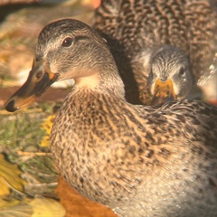 Anas platyrhynchos platyrhynchos