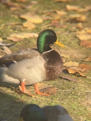 Anas platyrhynchos platyrhynchos