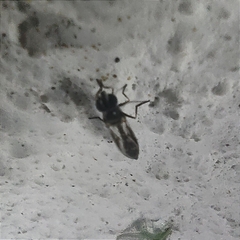 Dioprosopa clavata