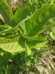 Psidium guajava