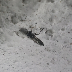 Dioprosopa clavata