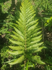 Blechnum capense