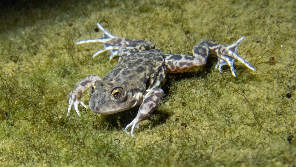 El Rincon Stream Frog