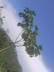 Cavanillesia platanifolia