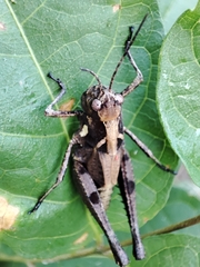 Melanotettix dibelonius