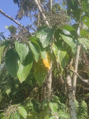 Miconia crenata