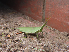 Atractomorpha lata