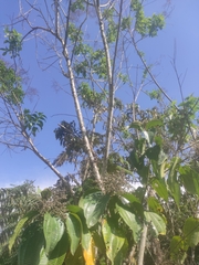 Miconia crenata