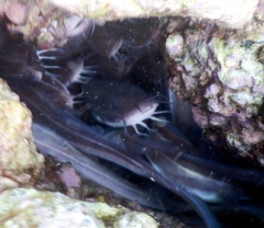 Plotosus lineatus
