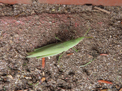 Atractomorpha lata