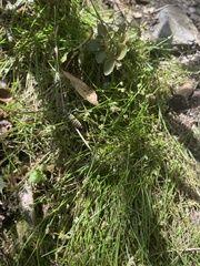 Equisetum bogotense
