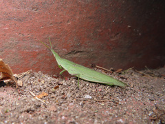 Atractomorpha lata