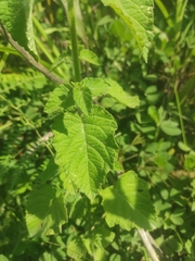 Varronia curassavica